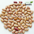 Cranberry-Bohnen (Borlotti) American Round Shape Light Speckled Beans